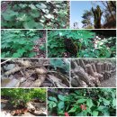 오솔길 농장 이미지