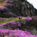 진달래약국 이미지