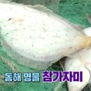 포항참가자미