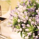 바이올렛 이미지