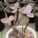 오팔농장 이미지