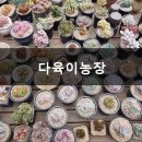 하늘빛다육