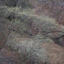 안골염소농장 이미지