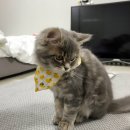 펜타폴리스 오피스텔 이미지