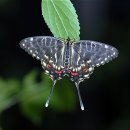 꼬리명주나비 -암컷 -호랑나비과 5. 이미지