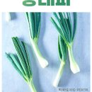 양파줄기김치 담그는법 줄기양파김치 레시피 봄철 김치 종류 이미지