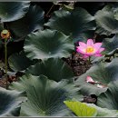 강주연못 이미지