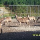 갈멜사슴농원 이미지