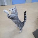 고양이호텔코자냥 | 첫 호텔링도 동탄 고양이 호텔 코자냥 ~ 다비의 호텔링