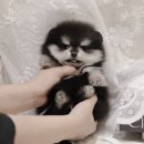 버디독 강아지분양 안심분양센터 서울 영등포점 이미지