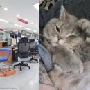 금냥이 이미지