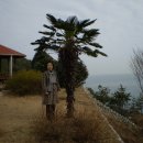 초향 이미지