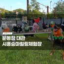 아우농장 | 서울근교 강아지운동장 대관 추천 시흥승마힐링체험장 말똥농장 내돈내산 솔직후기
