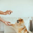 반려동물 펫시터 자격증 과정 이미지