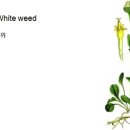 352 개 데이지, White weed 이미지