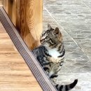 풍기삼계탕 | [영주] 영주 맛집 호원당식당 : 풍기 현지인 추천 들깨삼계탕 및 능이삼계탕 몸보신 후기