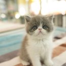 애견명가 이미지