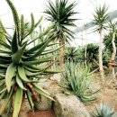 알로에테마파크 이미지