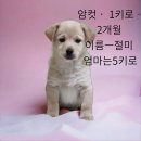 고평주유소 이미지