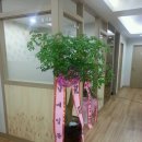 효제한의원 Daum카페