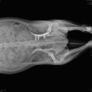 Dr.윤24시동물병원 이미지