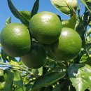 으뜸농약 이미지