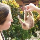 나무늘보 이미지