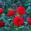 하필이면 이미지