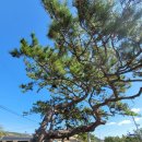 제352차 고흥 마중길 (남파랑길67코스)트레킹 좌석(6월15일) 이미지