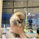 부산강아지분양 디몽 광안리본점 이미지