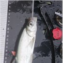 삼성낚시터 이미지