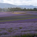 아로마테라피 이미지