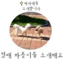 말티와 꼬꼬 이미지