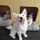 가락대로가락동 | 부산 가락동 애견카페 ‘그랑독’ 방문기 - 낙동강 뷰와 가을의 여유