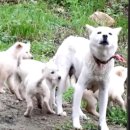 동물농장 이미지