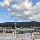 웨이브독 이미지