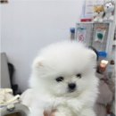 버디독강아지분양안심분양센터 - 김포시 김포한강4로 521 | 버디독강아지분양안심분양센터