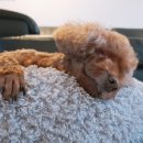 벨라루시펫살롱 이미지