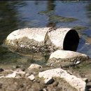 영산강장어 이미지