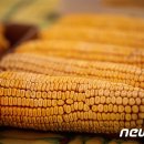 옥수수통신 뉴스1