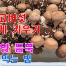 🌱집에서 표고버섯 쉽게 키우기; 표고버섯 재배 방법과 영양을 듬뿍 올리는 재료 손질법과 보관방법 연이네 부뚜막 Korean Cook 이미지
