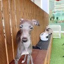 꼬리살랑 이미지