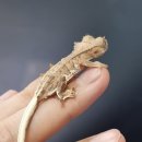 라피스게코 이미지