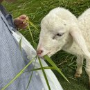 오천스파랜드 체력단련장 | 01] 휴양지는 나트랑으로💗🏝️(판랑사막, 마리나 스파 마사지, 아나만다라깜란 리조트, 니에나네일, 롯데...