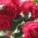 안락2동-5 이미지