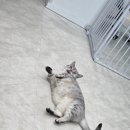 하군이네 동물병원 | 짐승은 지갑으로 키운다. [하군이네 동물병원]