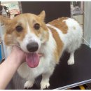 아지양이 펫샵 이미지