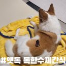 (주)펫클럽(로얄바이츠) | 앳독 독한 수제간식 오리 근위_펫 클럽에서 구매했어요