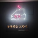 공부하는고양이