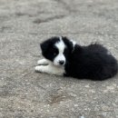 일명농장 이미지